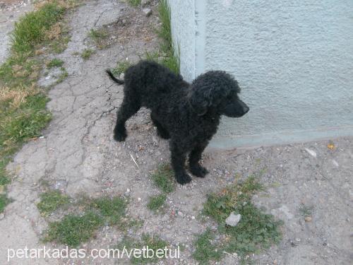 biber Dişi Poodle (Minyatür Kaniş)