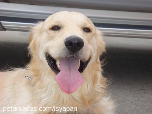 mex Erkek Golden Retriever