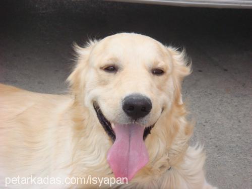 mex Erkek Golden Retriever