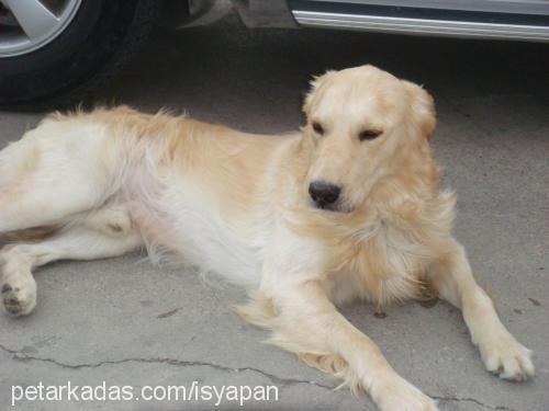 mex Erkek Golden Retriever