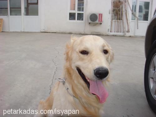 mex Erkek Golden Retriever