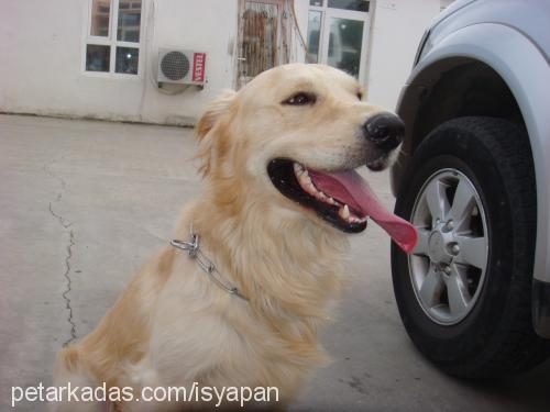 mex Erkek Golden Retriever