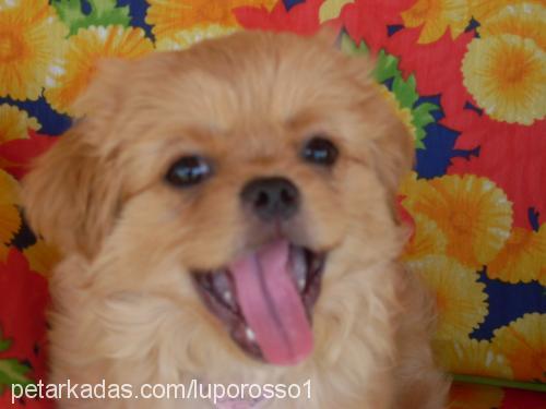 cindy Dişi Tibetli Spaniel