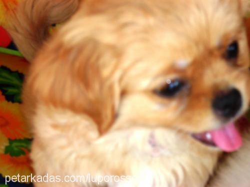 cindy Dişi Tibetli Spaniel