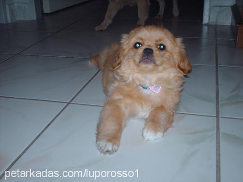 cindy Dişi Tibetli Spaniel