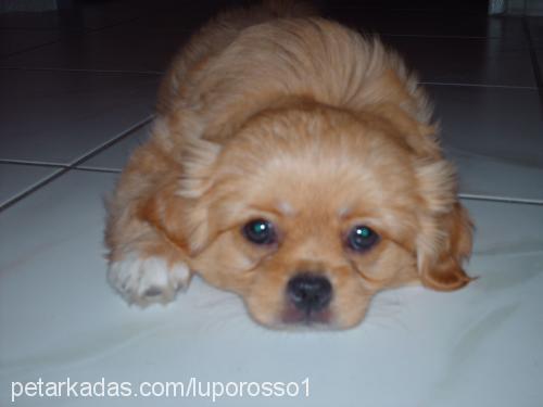 cindy Dişi Tibetli Spaniel