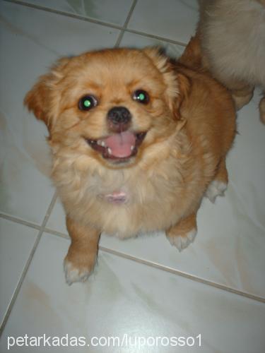 cindy Dişi Tibetli Spaniel