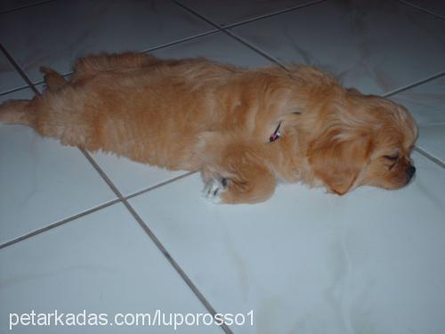 cindy Dişi Tibetli Spaniel