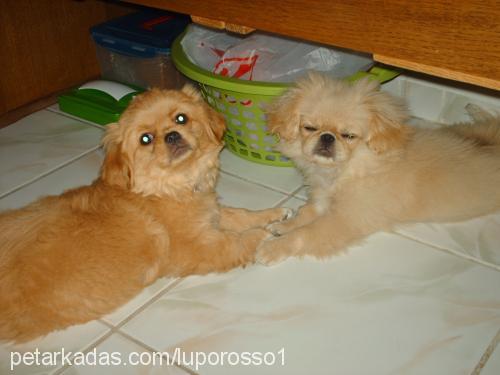 cindy Dişi Tibetli Spaniel