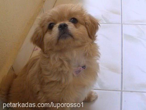 cindy Dişi Tibetli Spaniel