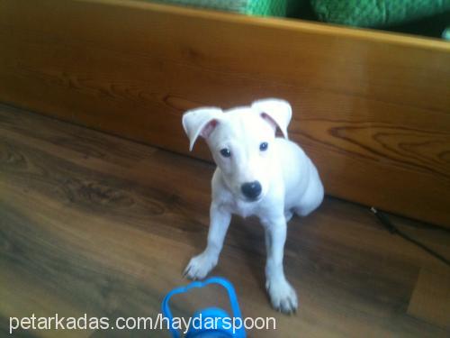 haydarspoon Erkek Jack Russell Terrier