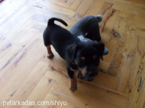 maksi Dişi Minyatür Pinscher