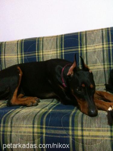 maya Dişi Doberman Pinscher