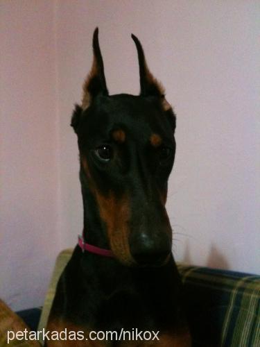 maya Dişi Doberman Pinscher