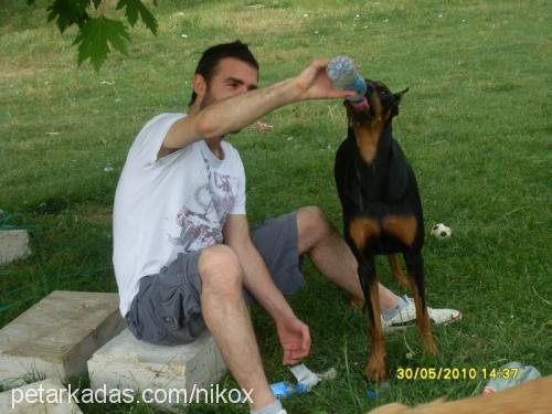 maya Dişi Doberman Pinscher