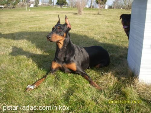 maya Dişi Doberman Pinscher