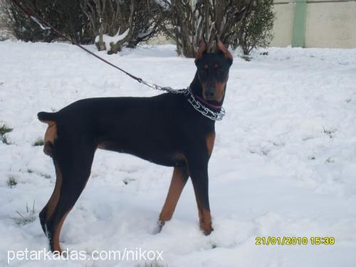 maya Dişi Doberman Pinscher