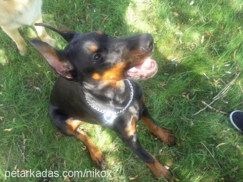 rosendaker Dişi Doberman Pinscher