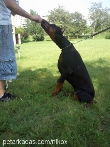 rosendaker Dişi Doberman Pinscher