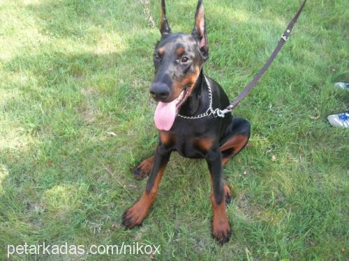 rosendaker Dişi Doberman Pinscher