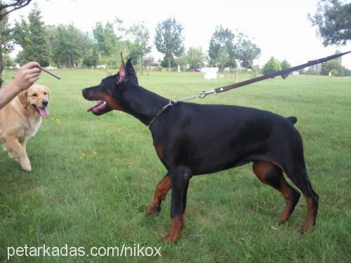 rosendaker Dişi Doberman Pinscher