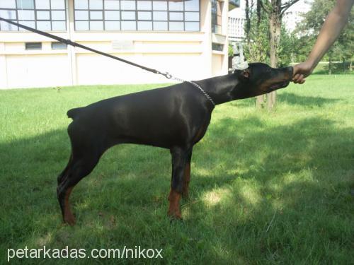 rosendaker Dişi Doberman Pinscher