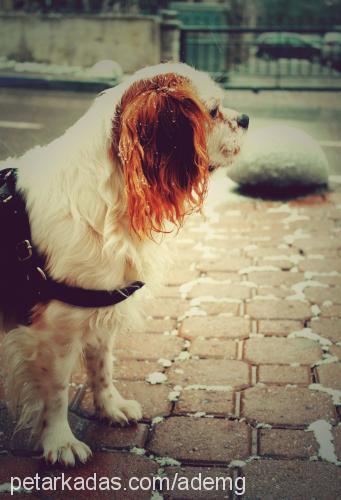 Şans Erkek Cavalier King Charles Spanieli