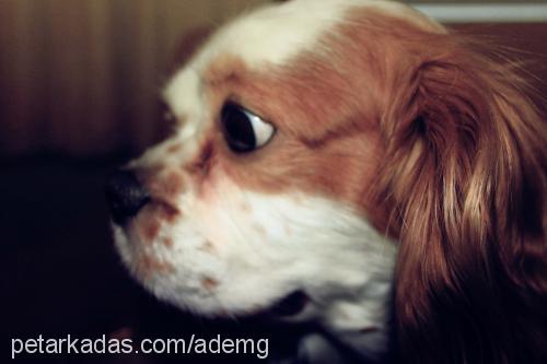 Şans Erkek Cavalier King Charles Spanieli