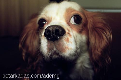 Şans Erkek Cavalier King Charles Spanieli