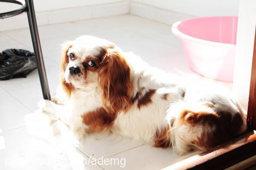 Şans Erkek Cavalier King Charles Spanieli