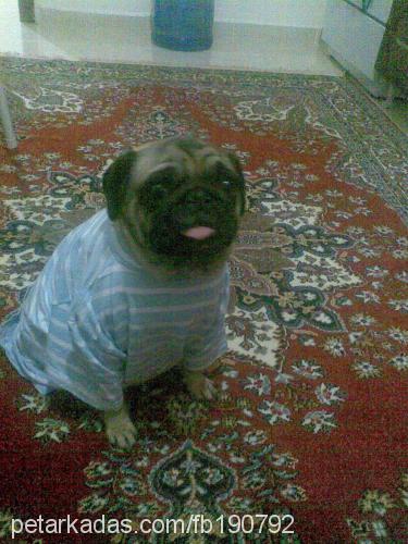 tekila Erkek Pug