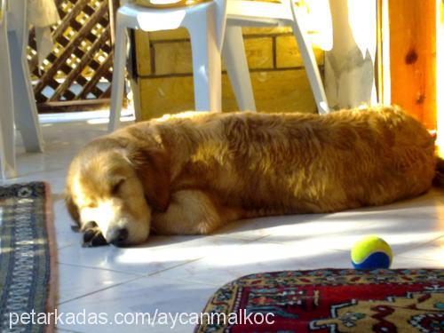 paşa Erkek Golden Retriever