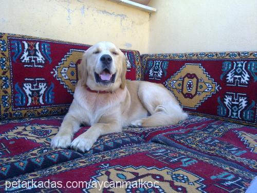 paşa Erkek Golden Retriever