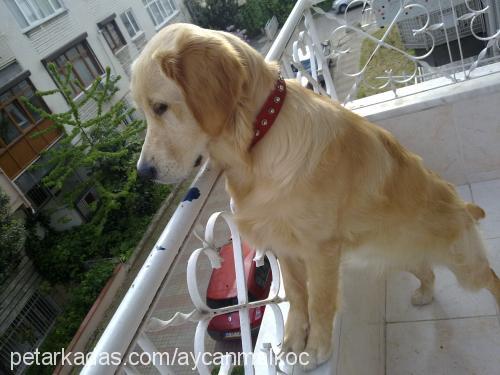 paşa Erkek Golden Retriever