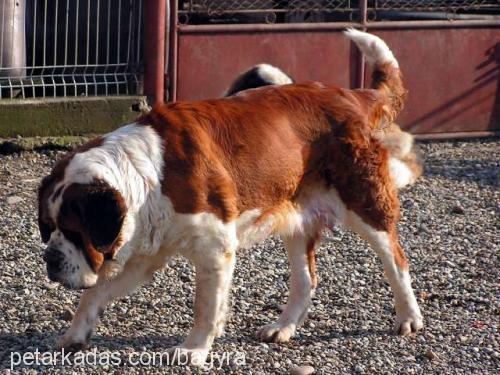 alex Erkek St. Bernard (Saint Bernard)