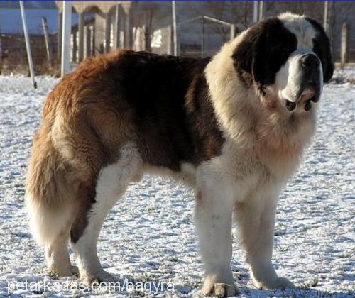 alex Erkek St. Bernard (Saint Bernard)