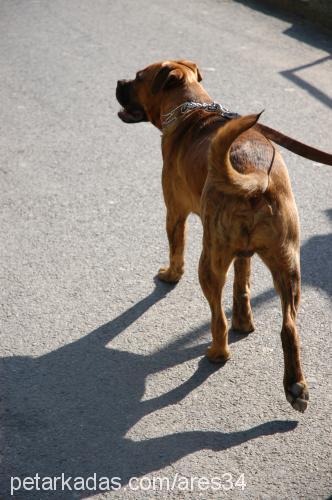 ares Erkek Boxer