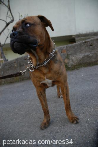 ares Erkek Boxer