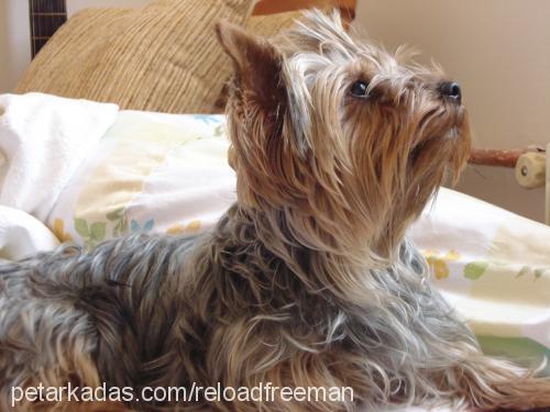 fıstık Dişi Yorkshire Terrier