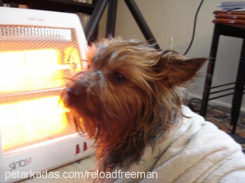 fıstık Dişi Yorkshire Terrier