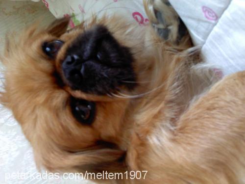 tarçın Dişi Pekingese