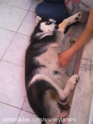 şeytan Erkek Sibirya Kurdu (Husky)