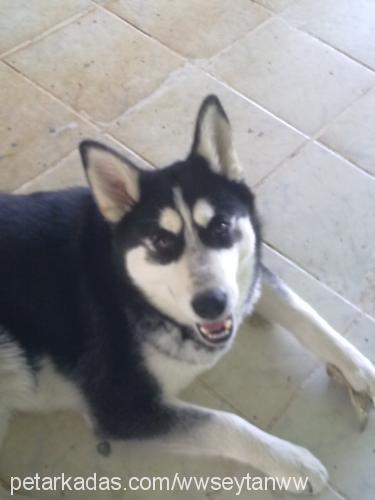 şeytan Erkek Sibirya Kurdu (Husky)