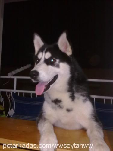 şeytan Erkek Sibirya Kurdu (Husky)