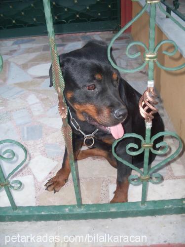 kontes Dişi Rottweiler