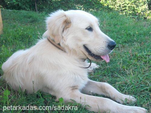 luca Erkek Golden Retriever