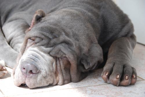 nika Dişi Napoliten Mastiff