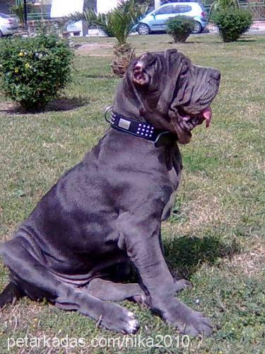 nika Dişi Napoliten Mastiff