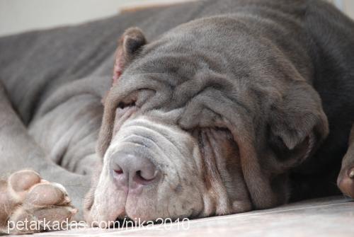 nika Dişi Napoliten Mastiff