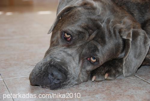 nika Dişi Napoliten Mastiff